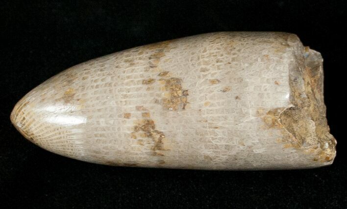 Polished Fossil Horn Coral - Morocco #18098